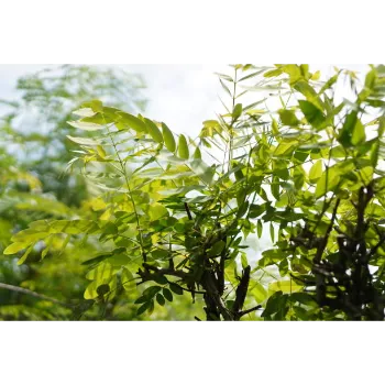 Red Sandalwood Plants 